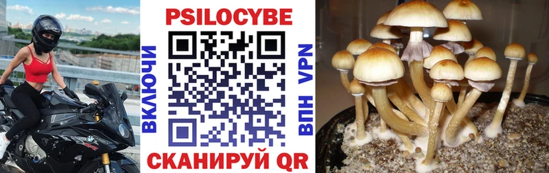 Псилоцибиновые грибы Psilocybine cubensis  цены   Ахтубинск 